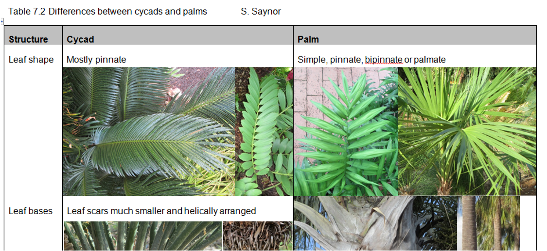 Cycads Recognise Plants