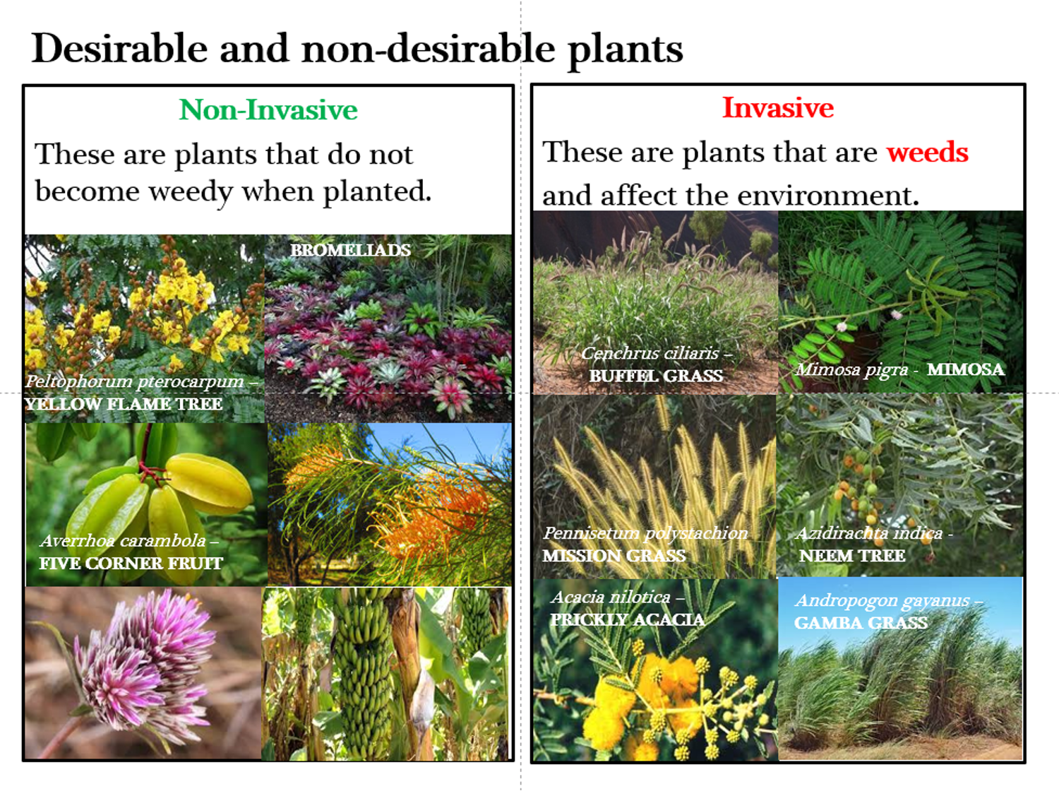 Pictures of invasive and non invasive plants/ weeds