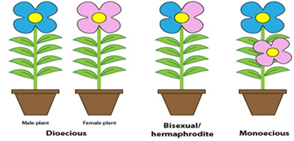 images comparing male and female plants, bisexual plants and monoecious plants