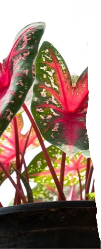 REd and green leafed plant