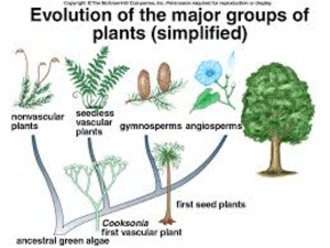 Evolution of major groups