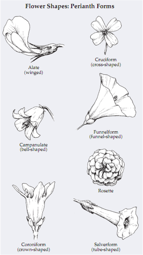 Flower shapes: Alate, cruciform, campanulate, funnelform, coroniform, rosette, salverform