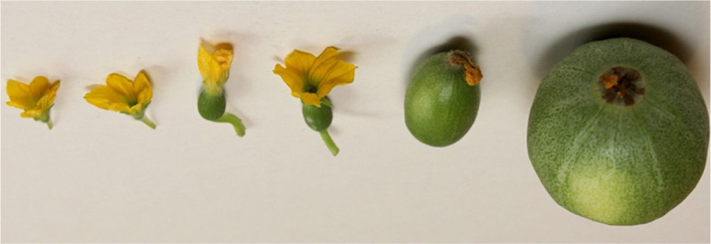 Flower on left transforms to a fruit through several stages