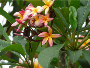 image of deciduous frangipani