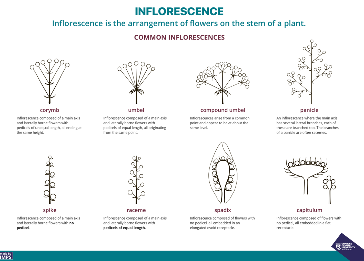 diagrams of the common inflorescences, including corymb, umbel, compound umbel, panicle, spike, raceme, spadix and capitulum