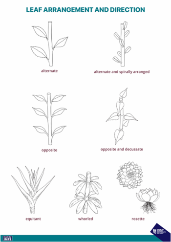 Leaf Arrangement – Recognise Plants