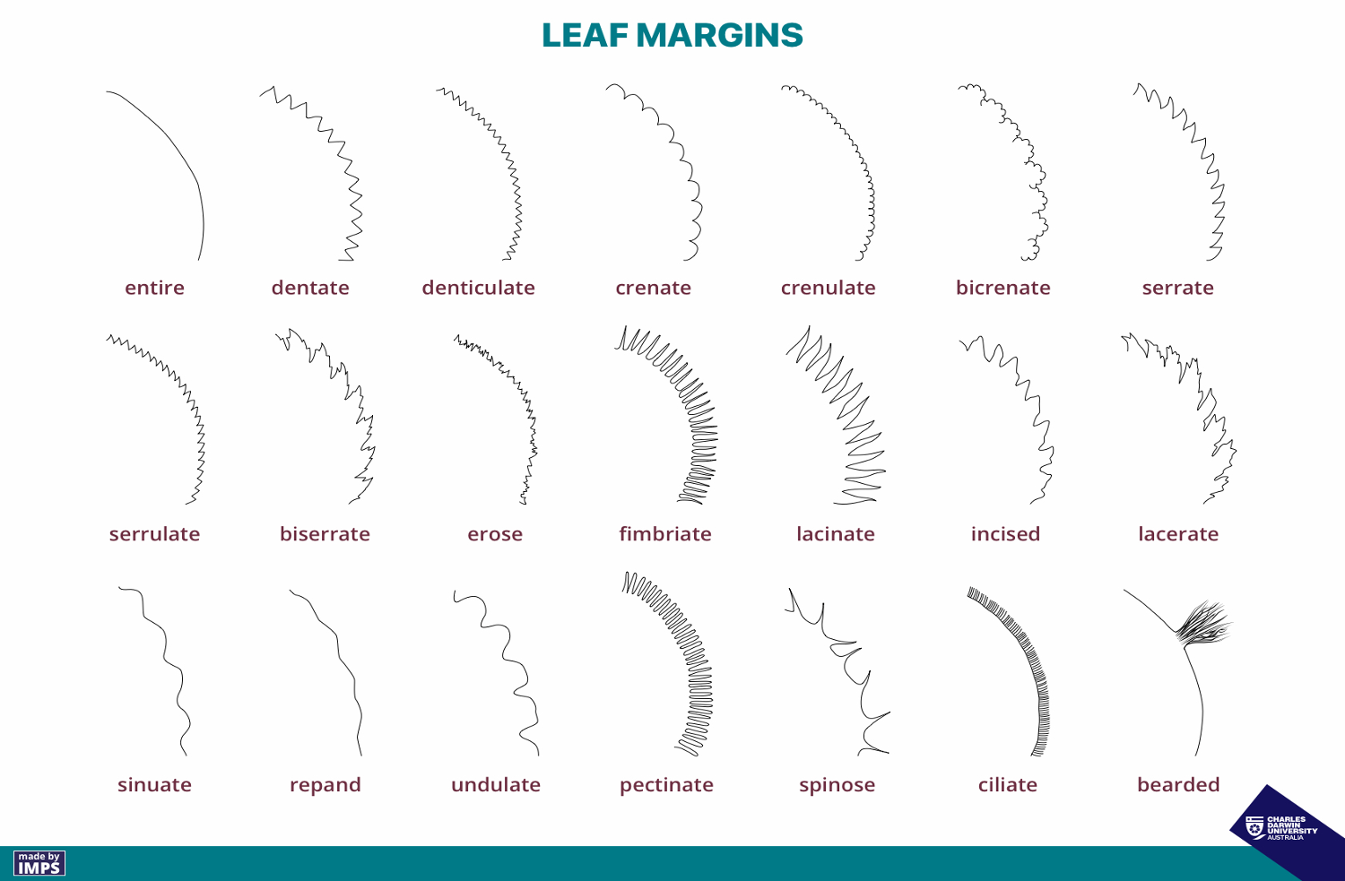 Drawing of various leaf margins