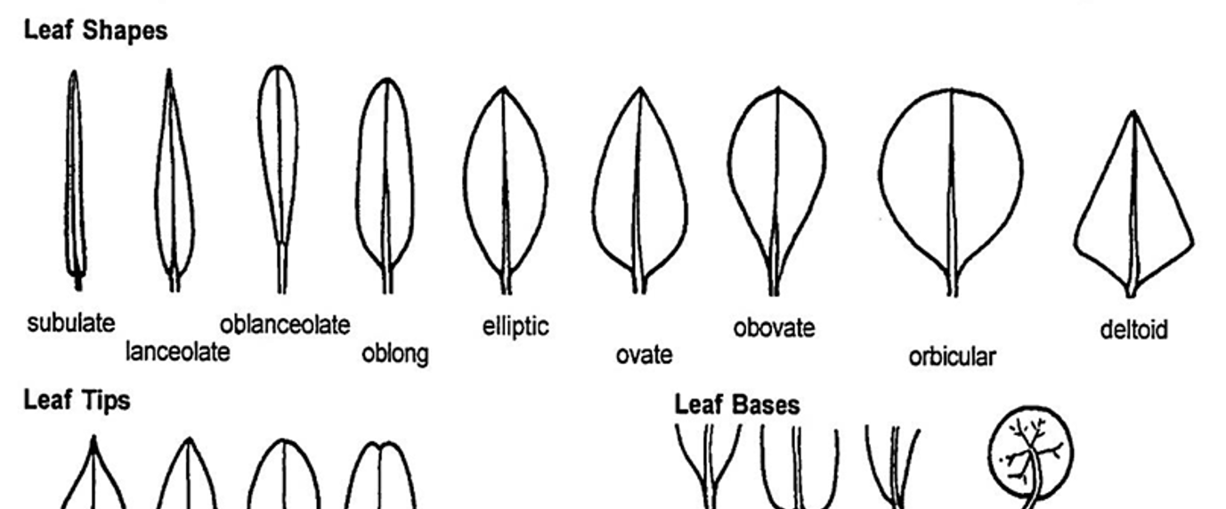several drawings of leaf shapes
