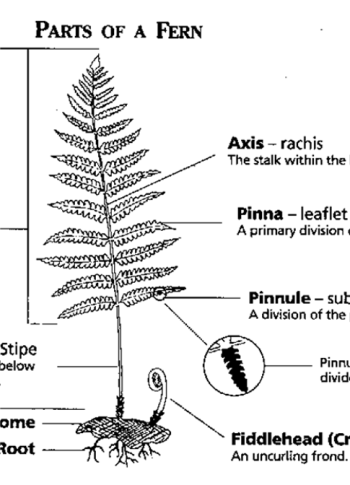 Ferns – Recognise Plants