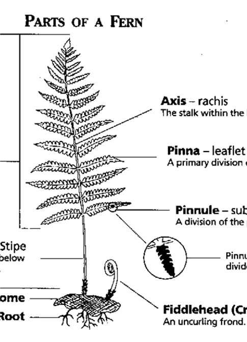 drawing of a fern with labelled parts
