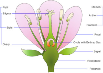 Parts of the Flower – Recognise Plants