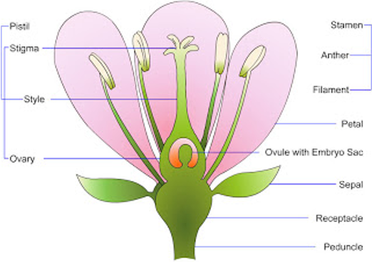 Labelled diagram of parts of the flower