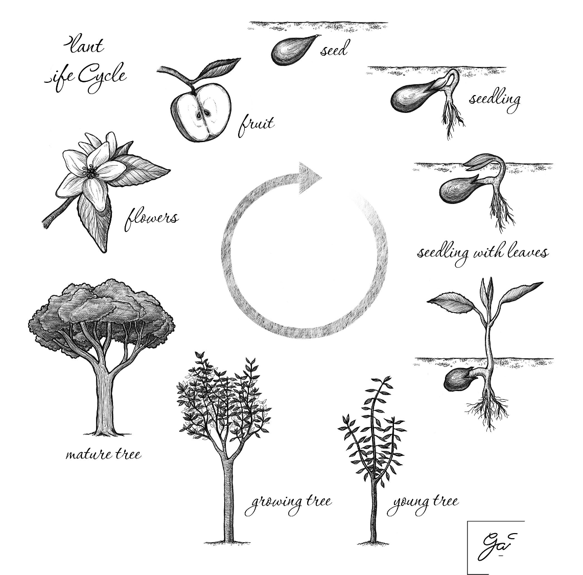 Diagram showing perennial life cycle of a plant