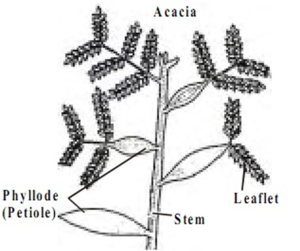 Phyllode (Petiole) on the Acacia