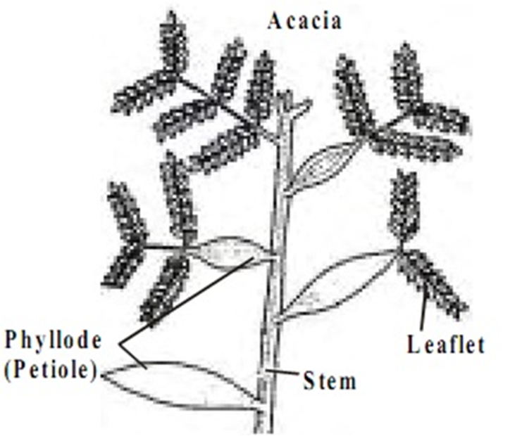 Modified Petioles – Recognise Plants