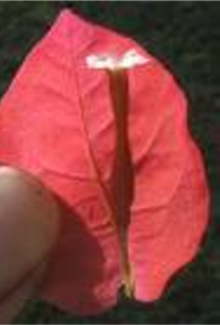 Red leaf with bract in the middle