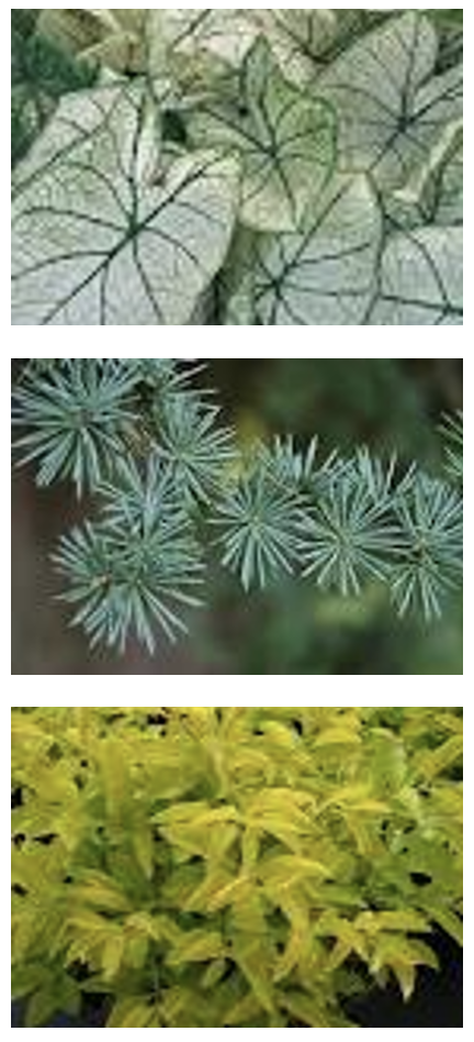 Examples of alba, greeen, yellow leaves