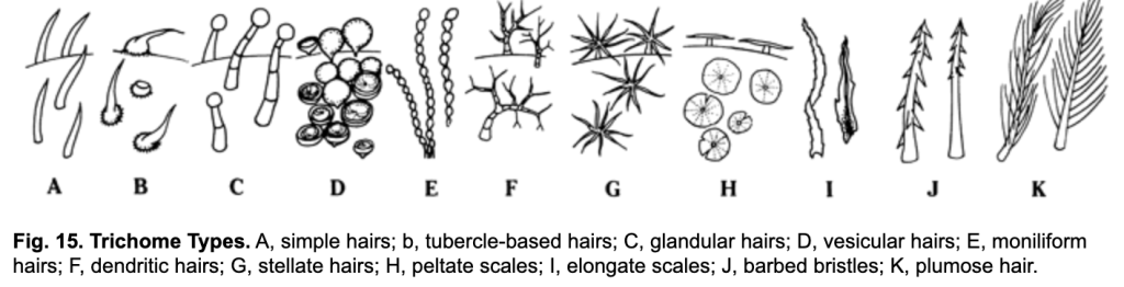 Hairs and scales
