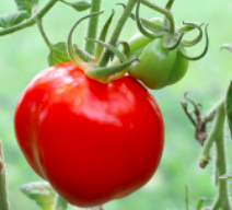tomato plant with tomato