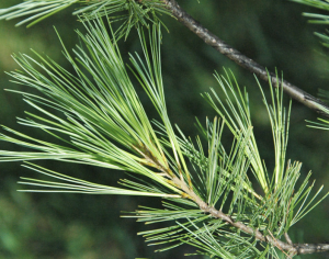 White pine species