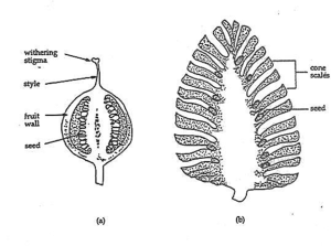 Structural differences