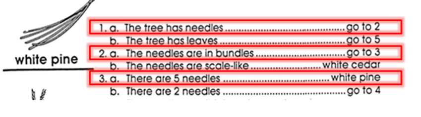 1.a The tree has needles go to 2. b. The tree has leaves go to 5. 2.a. The needles are in bundles... to to 3. b. The needles are scale-like... white cedar. 3.a. There are 5 needles in each bundle.... white pine b. there are 2 needles in each bundle ... go to 4, etc.