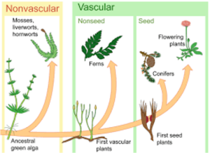 Vascular vs Nonvascular – Recognise Plants