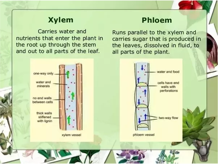 Xylem carries water and nutrients that enter the plant in through the root, up through the stem and to all parts of the plant. Phloem runs parallel to the Xylem and carries sugar that is produced in the leaves dissolved in fluid to all parts of the plant.