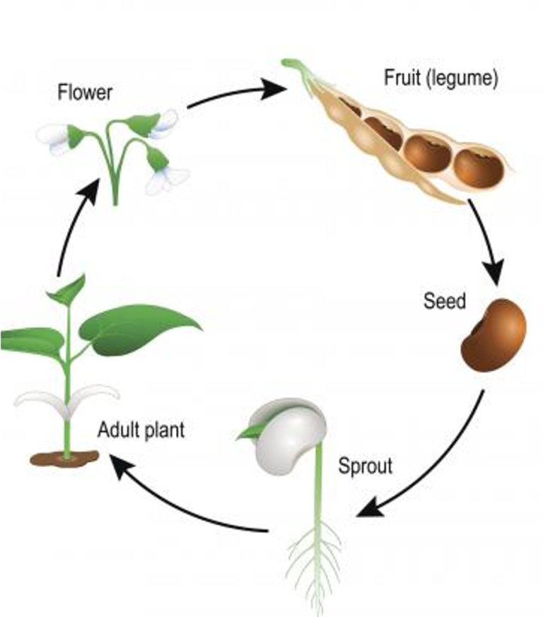 Life Cycles of Plants – Recognise Plants