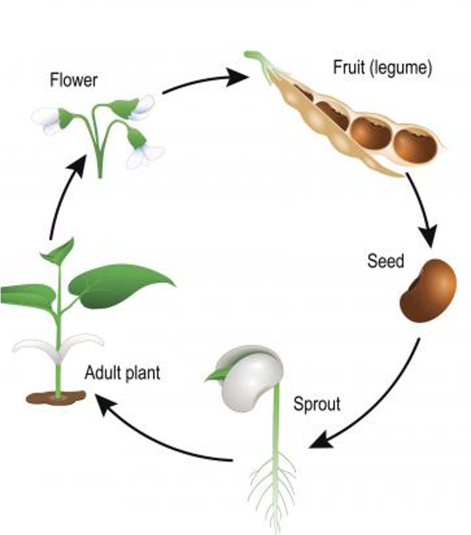 Seed, sprout, adult plant, flower, fruit (legume), back to seed. Circular cycle shown in diagram form