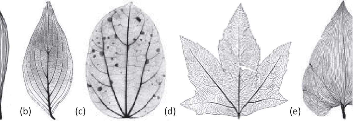 xray images of more complex venation in leaves