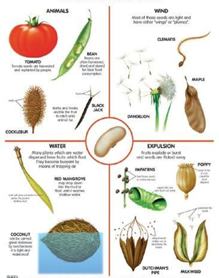 Fruits, Seeds and Dispersal Recognise Plants