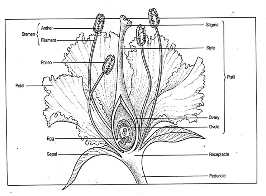 Flower sexual parts labelled