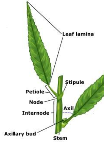 Practice Identifying Leaves Activity – Recognise Plants