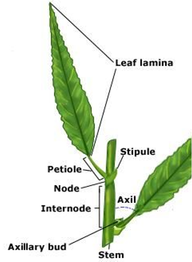 Leaf lamina, Stipule, Petiole, Node, Internode, Axil, Axillary bud, Stem