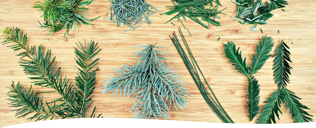 Examples of different types of pine needles