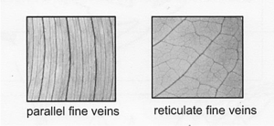 drawing of parallel fine veins vs reticulate fine veins