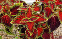 Red leafed plant