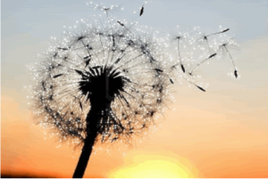 Seeds flying off plant in the wind