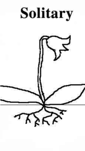 drawing of a tulip plant