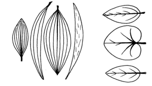 drawing of leaf venations