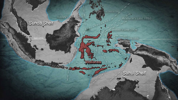 The region of Wallacea between the Sunda and Sahul shelves.