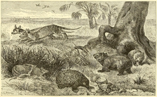 Plate XI, A Scene in Tasmania, with Characteristic Mammalia. From The Geographical Distribution of Animals (1876).