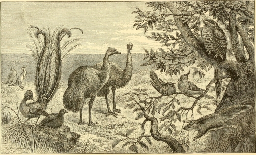 Plate XII. The Plains of New South Wales, with Characteristic Animals. From The Geographical Distribution of Animals (1876).