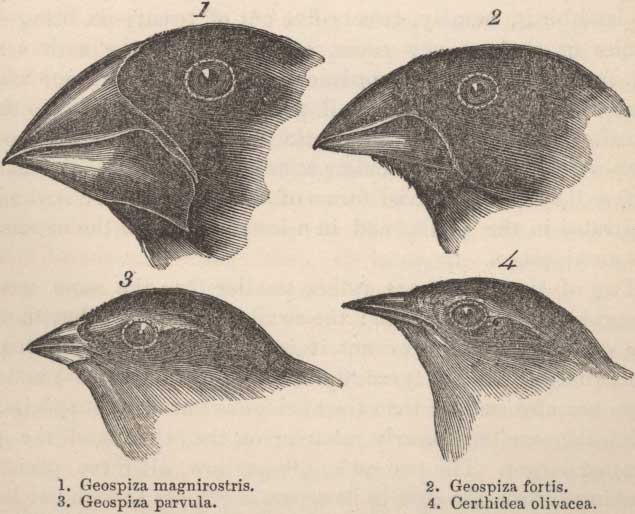 Galapagos finches