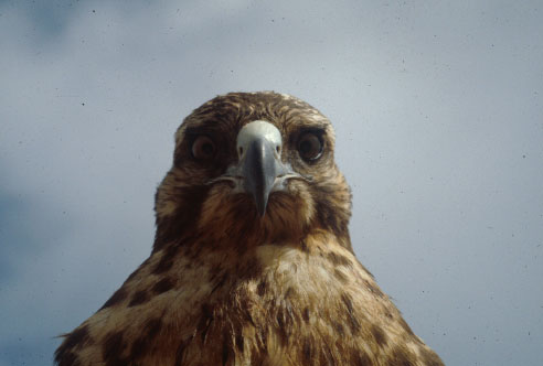 Galapagos hawk