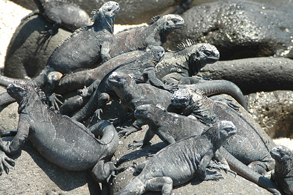 Galapagos marine iguanas