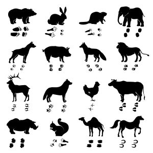 Wild and domestic animals and birds silhouettes with their tracks monochrome set isolated on white background flat vector illustration