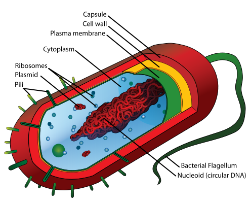 Figure 1.2. A diagram of a prokaryotic cell