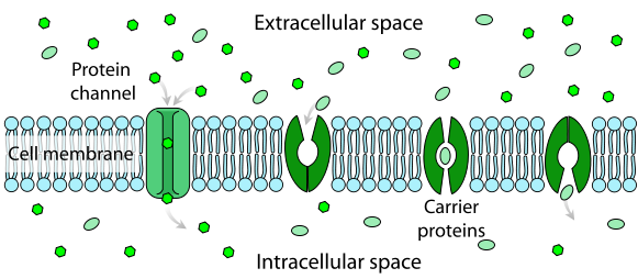 Figure 1.8. A diagram showing a molecule passing through a membrane passively using protein channels or carrier proteins.